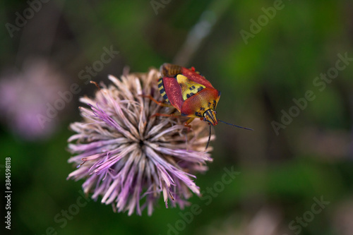 bug on flower