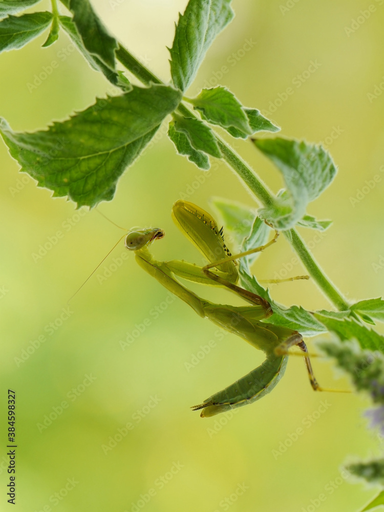 Graceful insect Empusa pennata on a sprig waiting for prey in the meadow Graceful insect Empusa pennata on a sprig waiting for prey in the meadow