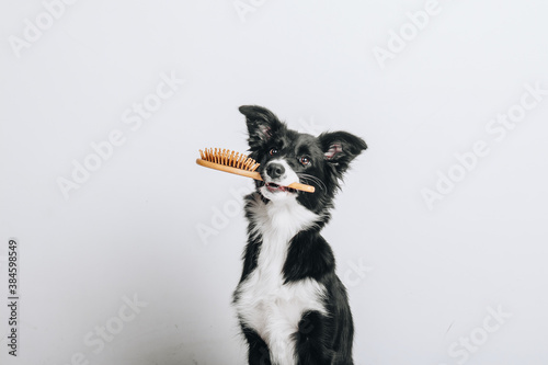 Studio portrait of a clean dog border collie sitting and holding hairbrush in its mouth isolated on white background. Brushing, grooming and pet care. Dog spa.