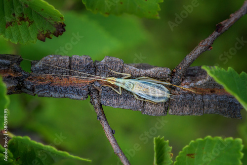 Macro picture of a bug on branch 