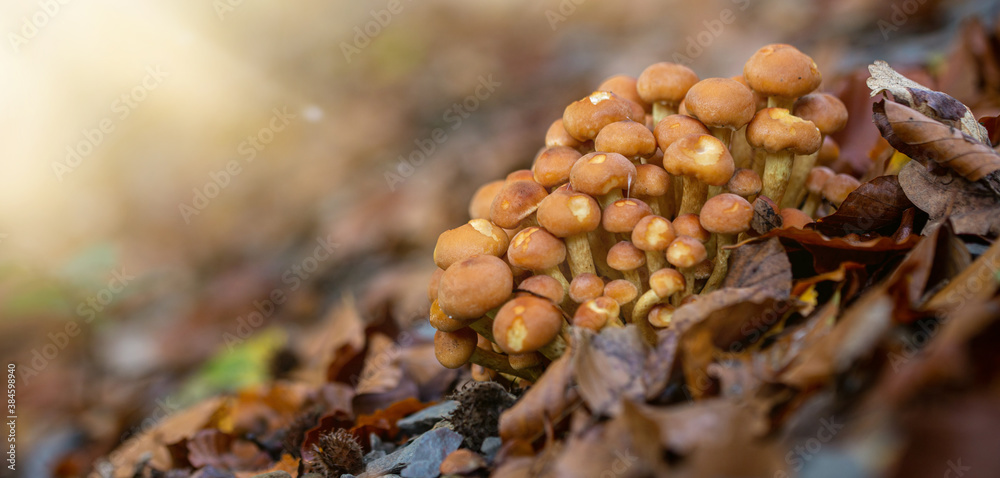 close up of mushrooms in the autumn forest close up of mushrooms in the autumn forest