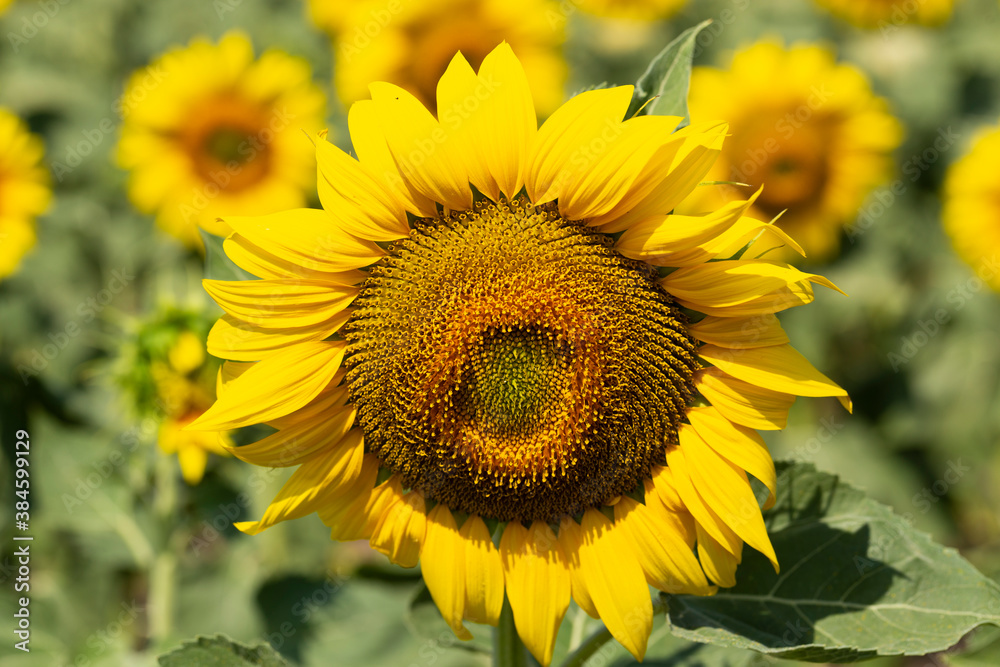 Sunflower Flower Blossom. Field of Golden sunflowers, illuminated by the midday sun.