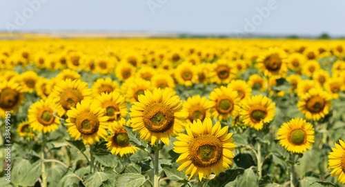 Fototapeta Naklejka Na Ścianę i Meble -  Field of Golden sunflowers, illuminated by the midday sun. Sunflower Flower Blossom.