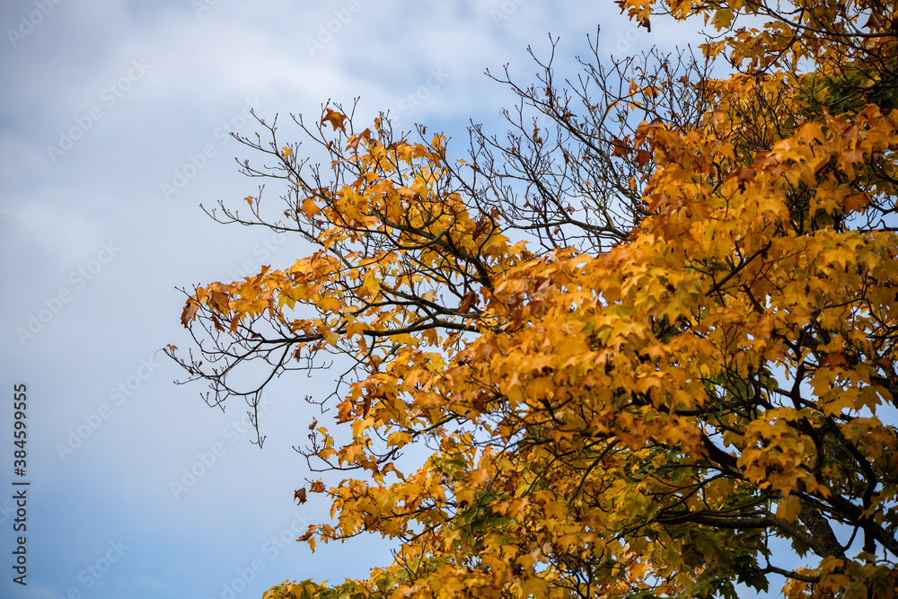 autumn leaves against sky autumn leaves against sky