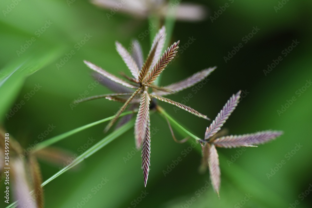 Cyperus flavidus / Cyperaceae annual grass Cyperus flavidus / Cyperaceae annual grass
