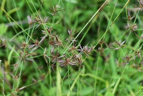 Cyperus flavidus / Cyperaceae annual grass