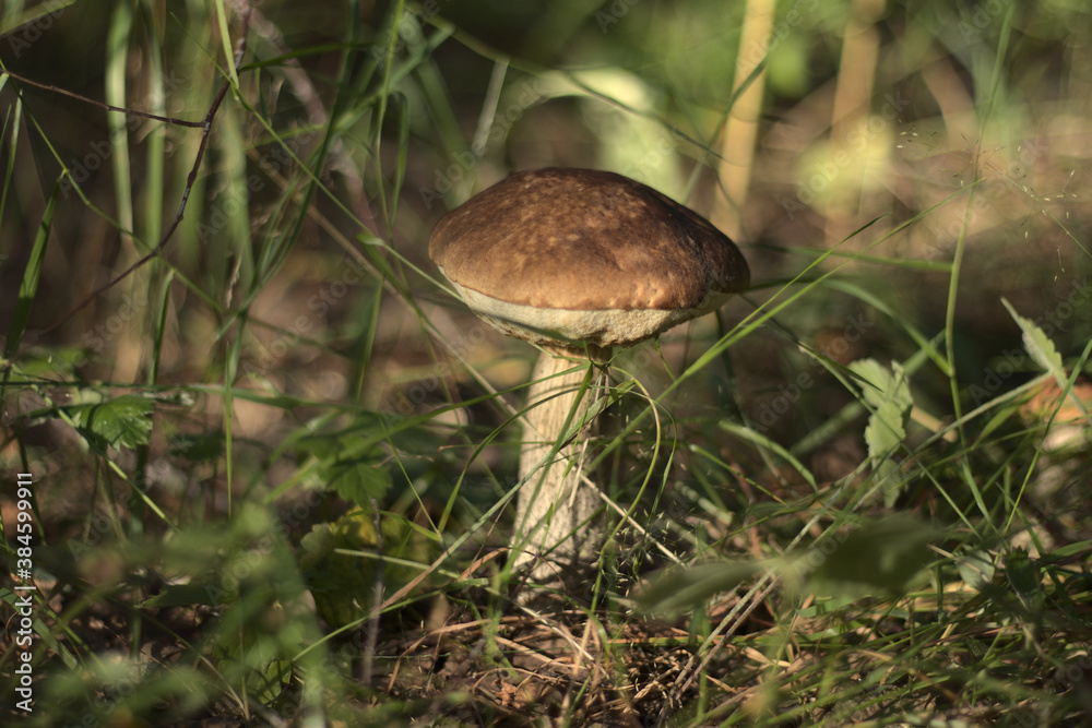 close up of a birch bolete in the sunlight close up of a birch bolete in the sunlight