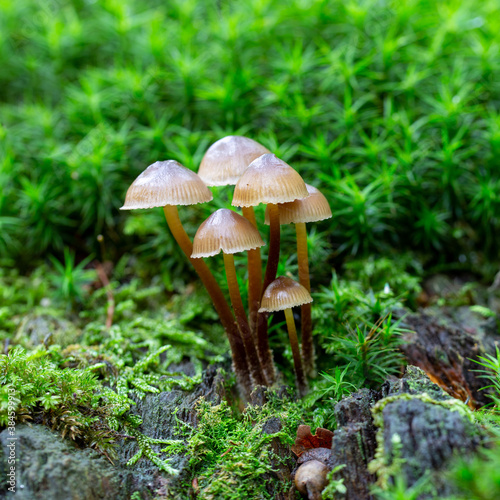 close up of mushrooms in the autumn forest