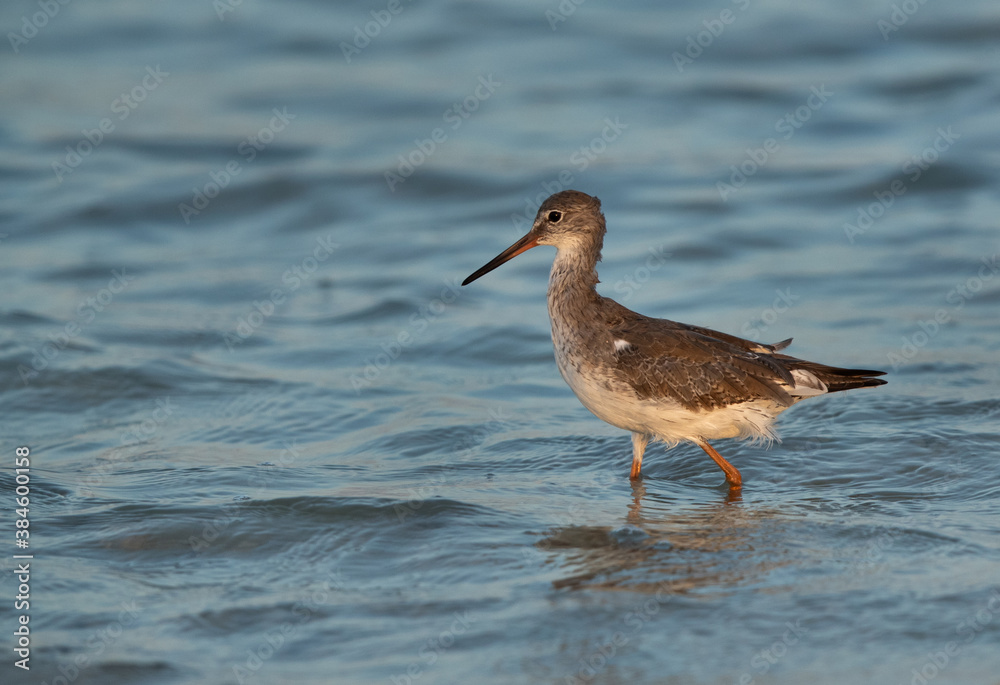 Portrait of a Redshank at Busiateen coast, Bahrain Portrait of a Redshank at Busiateen coast, Bahrain