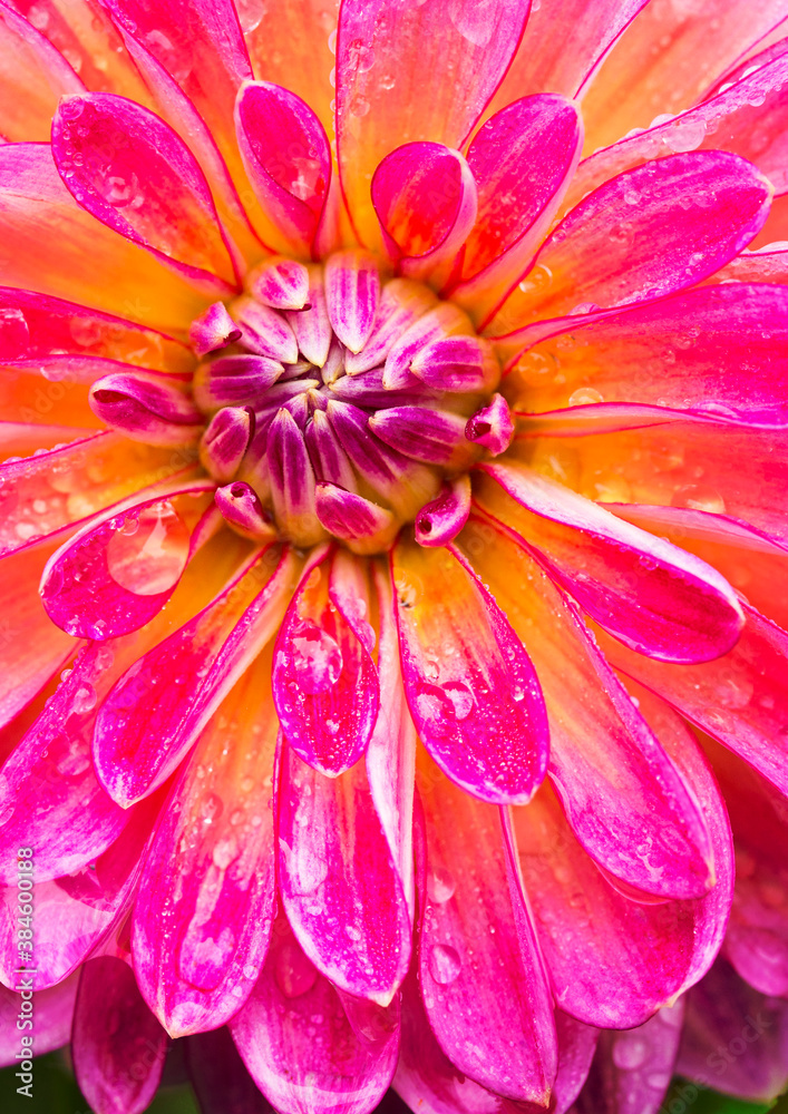 close up of pink dahlia close up of pink dahlia
