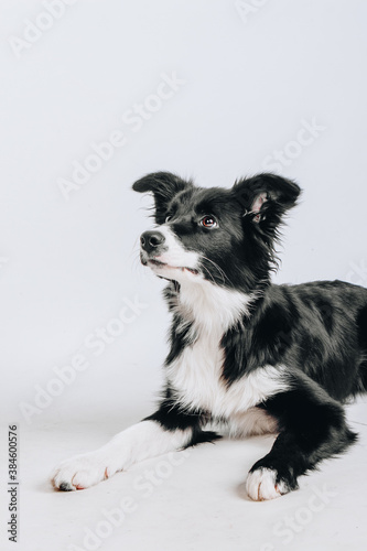 Young border collie laying down. Isolated on a white background. Young calm dog is resting. © Stanislava