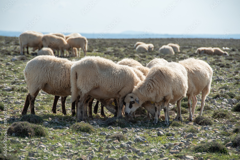 POVLJANA, PAG ISLAND, CROATIA, 10.10.2020. - Flock of sheep on the island of Pag