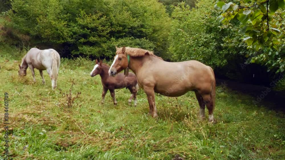 beautiful group of horses wet from the rain drawing steam from their backs from the body heat beautiful group of horses wet from the rain drawing steam from their backs from the body heat