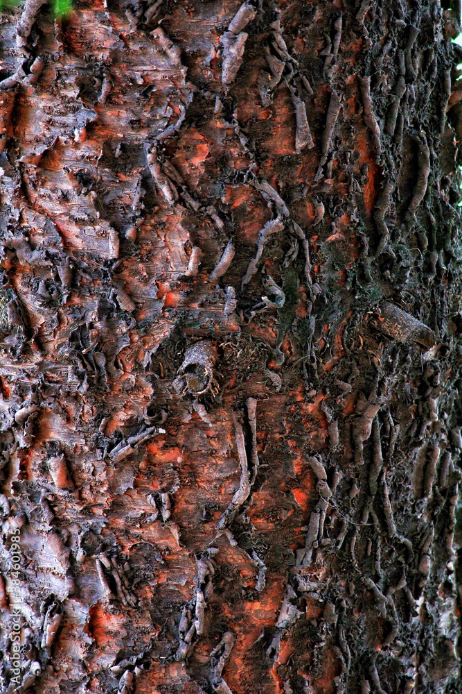 Tronco de árbol