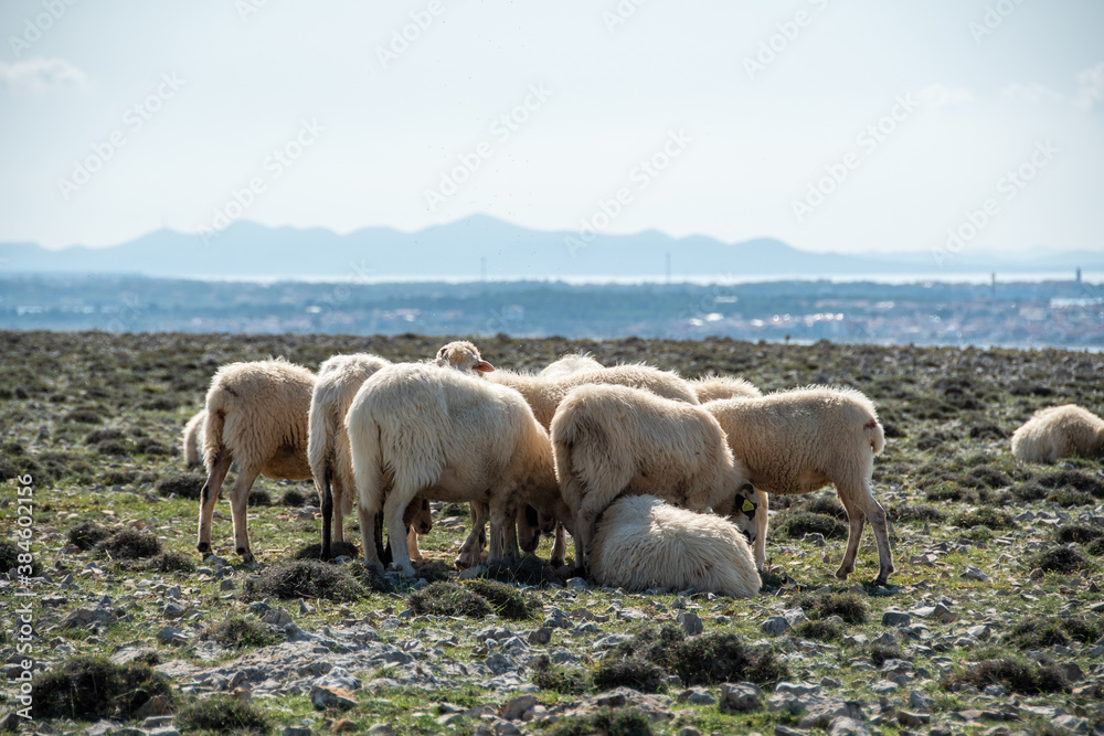 POVLJANA, PAG ISLAND, CROATIA, 10.10.2020. - Flock of sheep on the island of Pag POVLJANA, PAG ISLAND, CROATIA, 10.10.2020. - Flock of sheep on the island of Pag