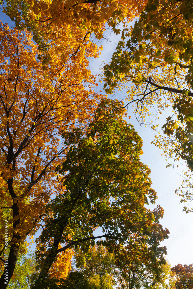 Crowns of trees in an autumn country park in the city of Samara