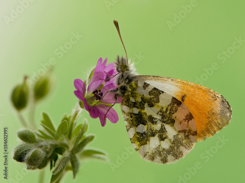 Anthocharis cardamines - diurnal butterfly (Pieridae) gathers nectar on a forest flower in the morning