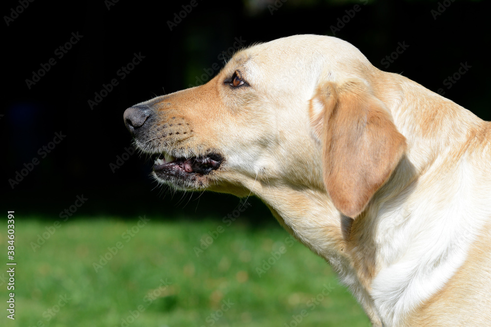 head from dog labrador retrieverin the nature head from dog labrador retrieverin the nature