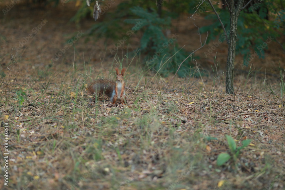 Fototapeta premium squirrel in the woods