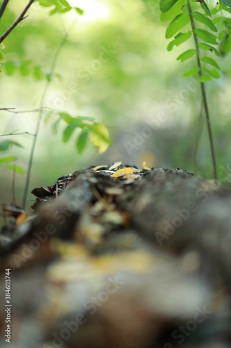 green moss on the stone