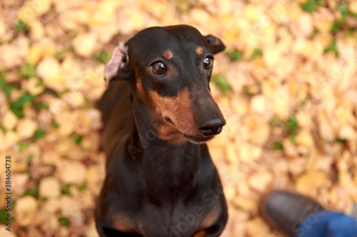 Portrait of an elderly black and tan Dachshund dog on the background of an autumn Park, top view