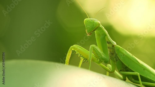 Green insect brushes its paws with its jaws, wiggles its antennae and swings while sitting on a plant leaf (Close-up)