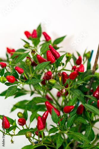 Beautiful nature background with colorful and very hot peppers. Plant is in droplets of water after rain, close-up macro