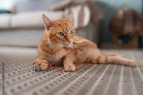 gato atigrado de ojos verdes y color marrón, juega con una hebra de hilo sobre la alfombra