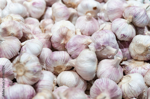 White and purple garlic pile background. Spicy cooking ingredient picture. Fresh garlic on market table closeup photo. Vitamin healthy food spice image.. Pile of white garlic heads.