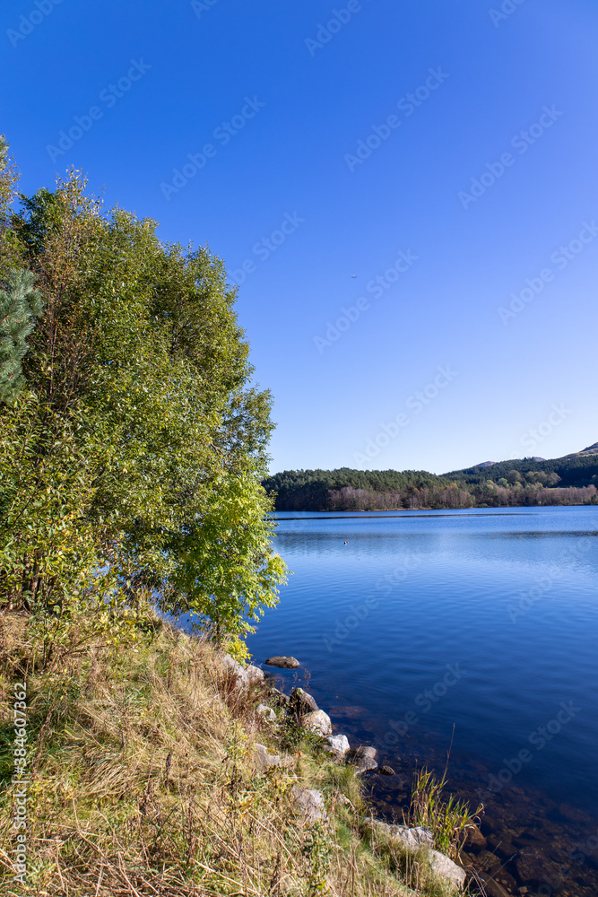 birch tree next to a lake