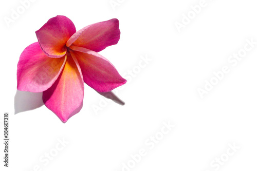 Pink Frangipani flowers bloom in season. Pink Frangipani flowers isolated on white background with clipping path.