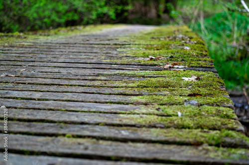 moss on a wooden bridge