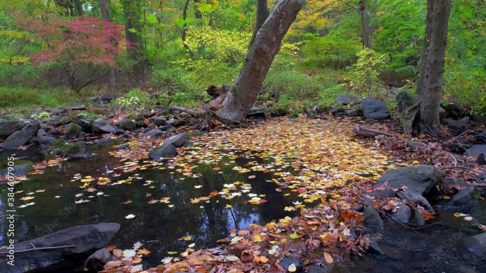 Leaves swirling peacefully in the Pocantico River in the woods in Rockefeller New York State Park and Preserve, sped up 4x