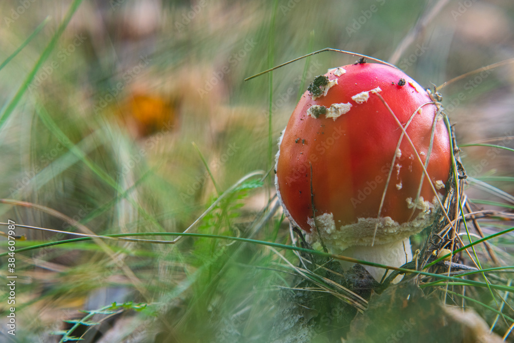 Mushroom Amanita Muscaria close up in fall autumn forest Mushroom Amanita Muscaria close up in fall autumn forest