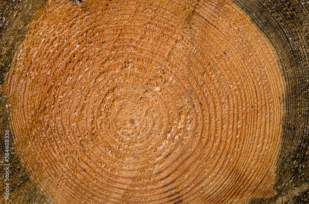 Naklejka premium Carved wood background.The texture of the wood cut.