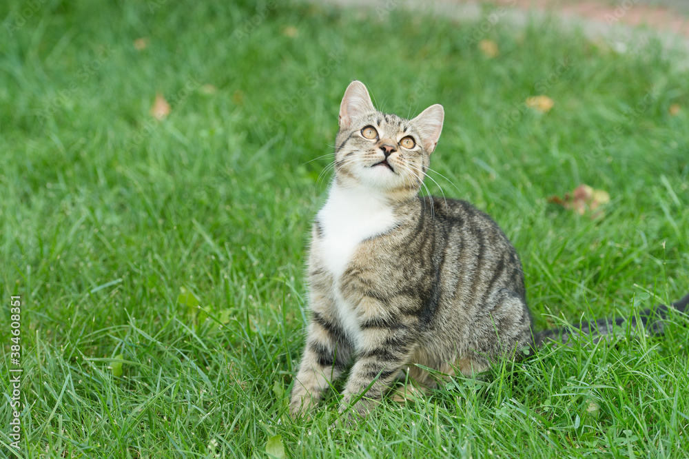play with me. concept of vet and veterinarian. purebred and pedigreed. mestizo pet. cat with curious look. fluffy kitten outdoor. outbred cat sit on green grass. domestic animal. pet sitting outside play with me. concept of vet and veterinarian. purebred and pedigreed. mestizo pet. cat with curious look. fluffy kitten outdoor. outbred cat sit on green grass. domestic animal. pet sitting outside