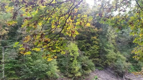 Autumn riverside scene with wind and falling leaves