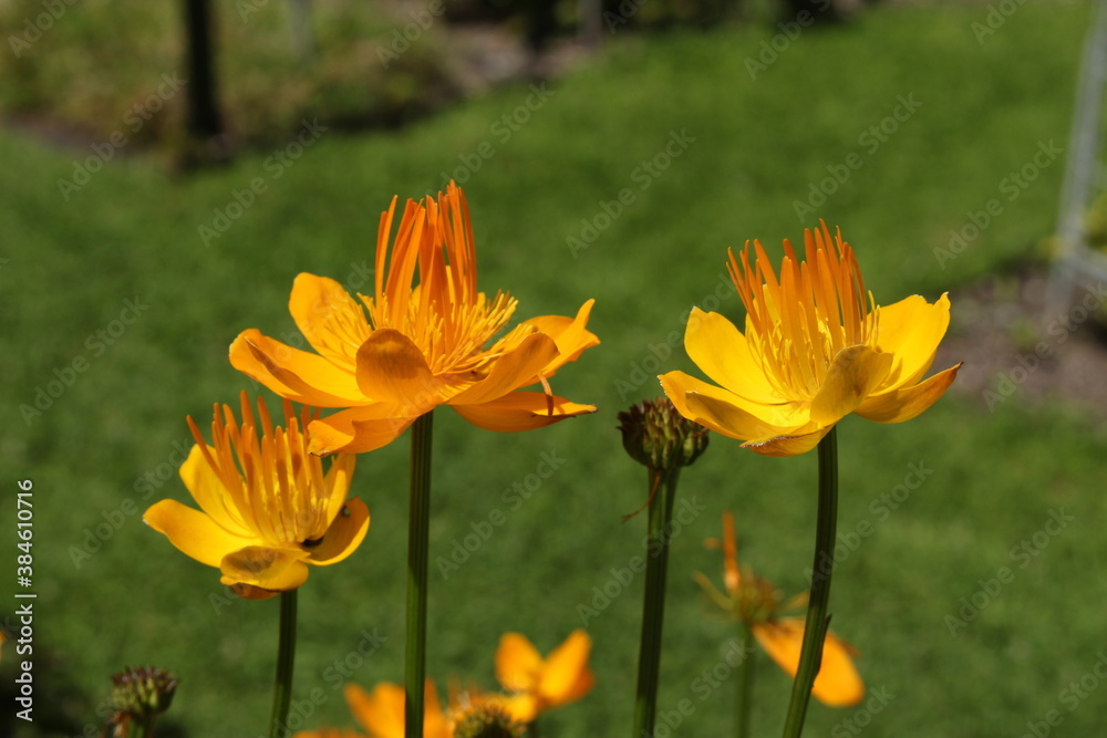 Yellow-orange Yellow-orange