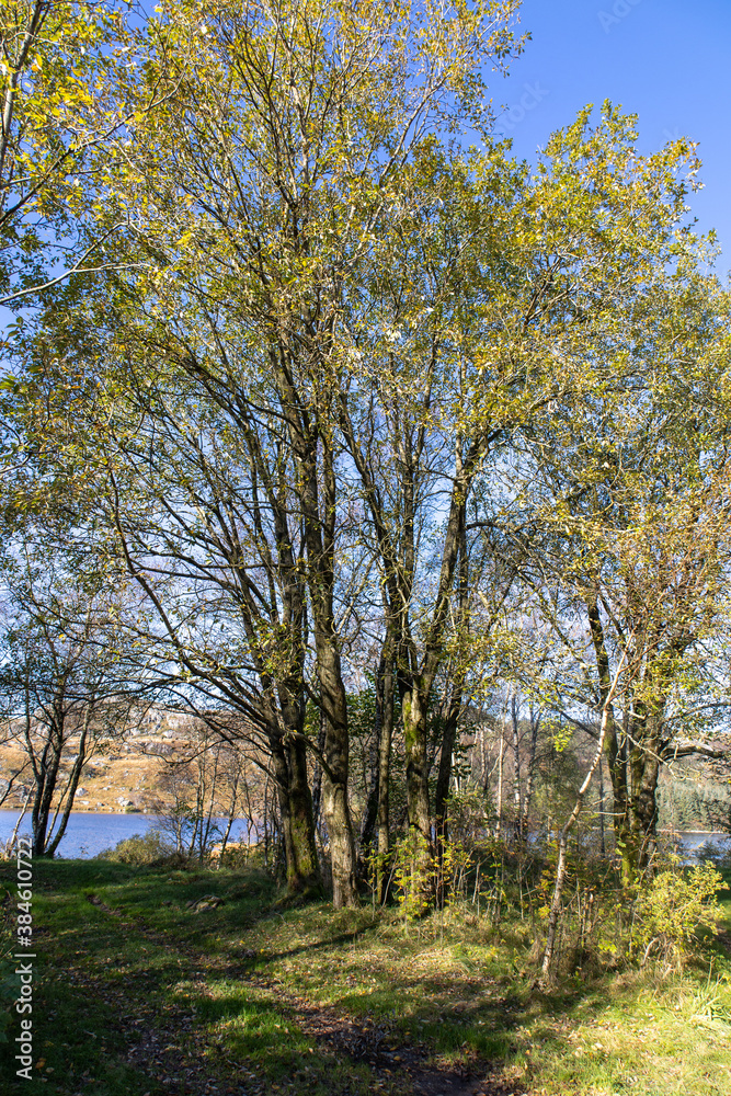 trees in autumn