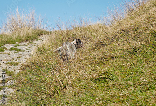 Un cane da caccia immerso nella vegetazione autunnale lungo una mulattiera montana. photo