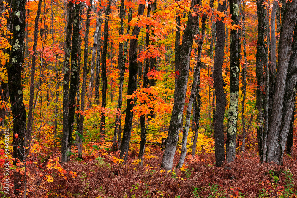 Colorful Maple trees in autumn time in Western Michigan Upper peninsula wilderness. Colorful Maple trees in autumn time in Western Michigan Upper peninsula wilderness.