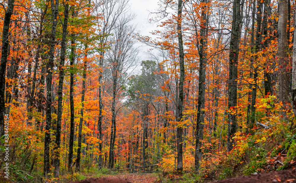 Colorful Maple trees in autumn time in Western Michigan Upper peninsula wilderness.
