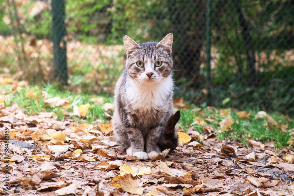 Cat sitting outdoor on the leaves in autumn park.