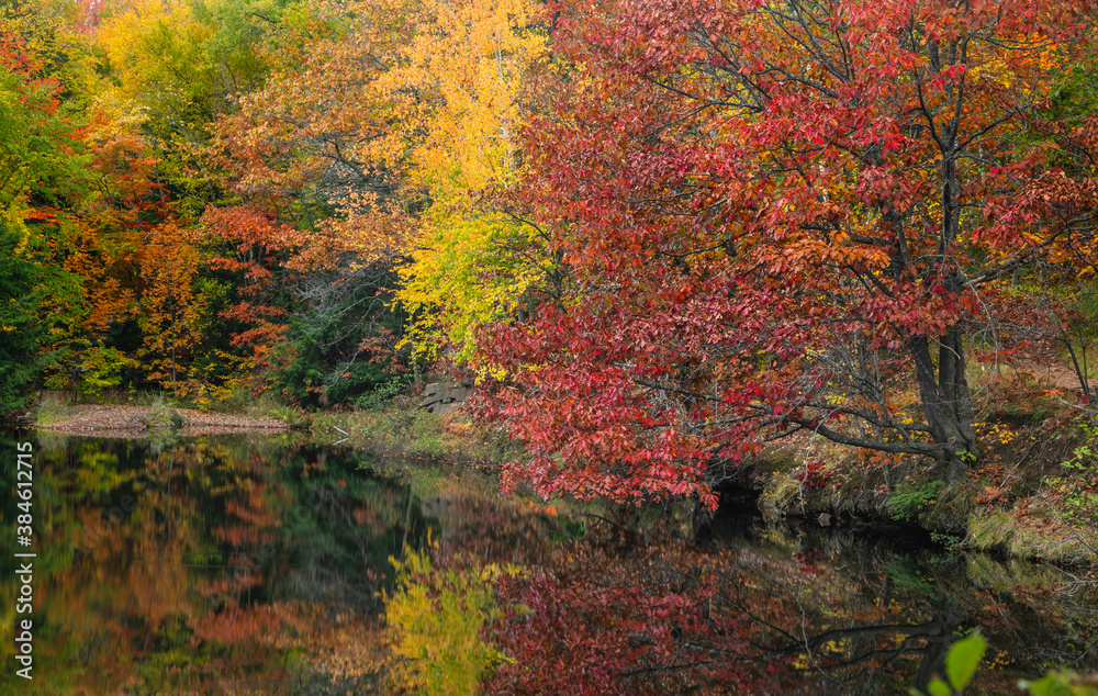 Colorful red Pin Oak tree and other autumn trees by small lake with reflections in autumn time.