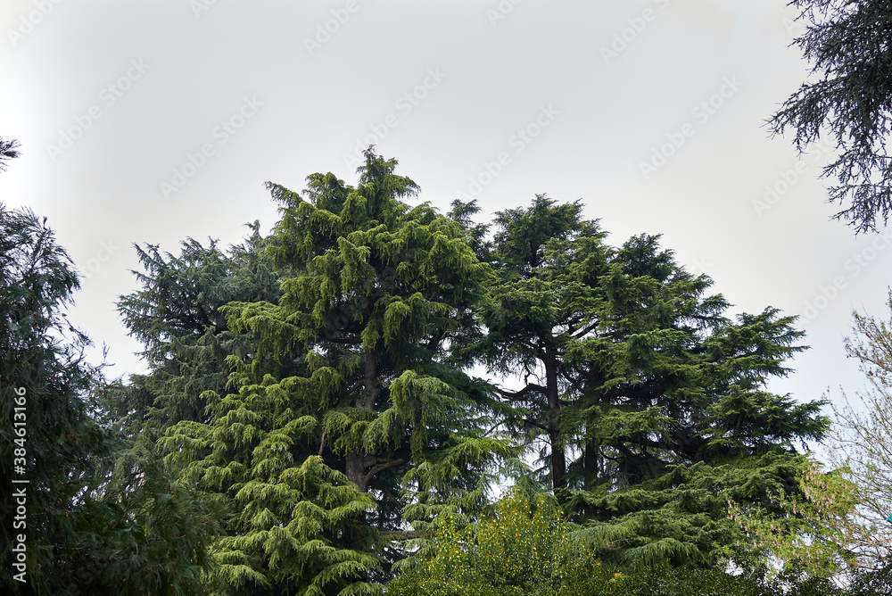 Obraz premium Cedrus deodara