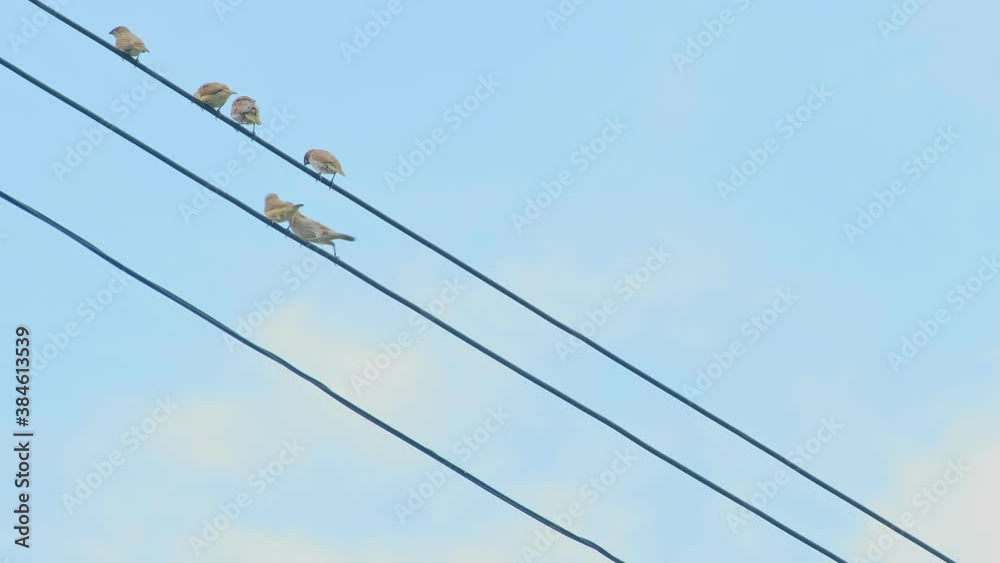 Group of birds sitting on Electrical wires power cables and resting sunny summer morning Group of birds sitting on Electrical wires power cables and resting sunny summer morning
