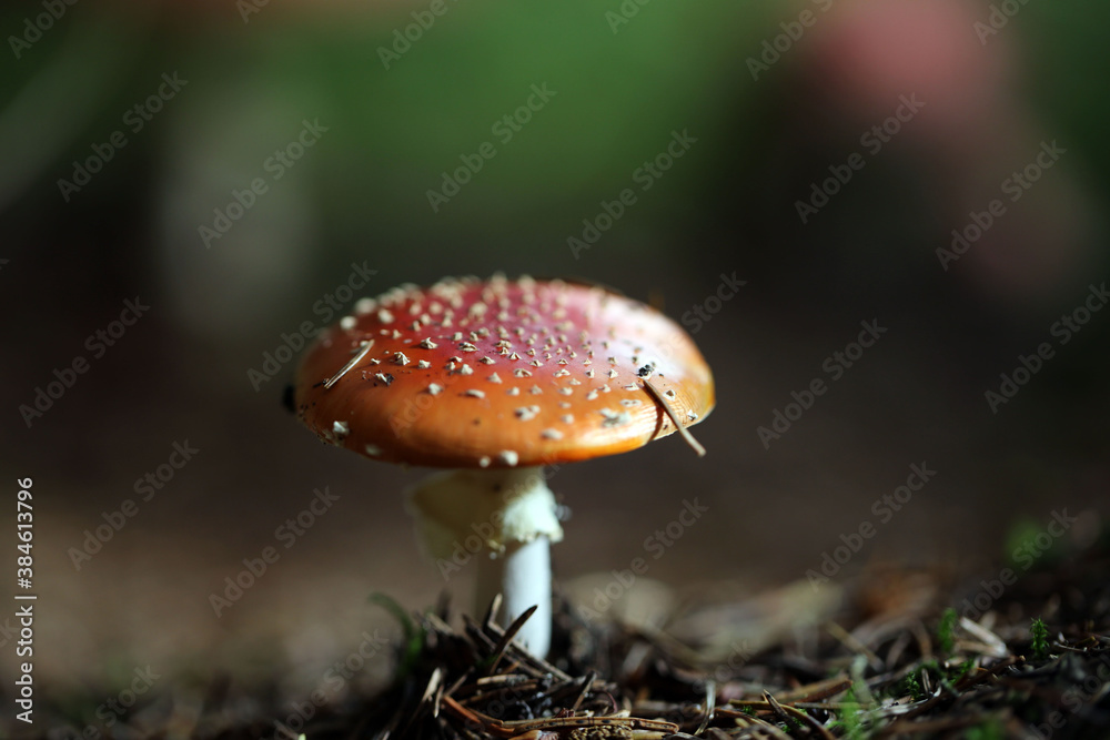Champignon Amanite Amanita muscaria