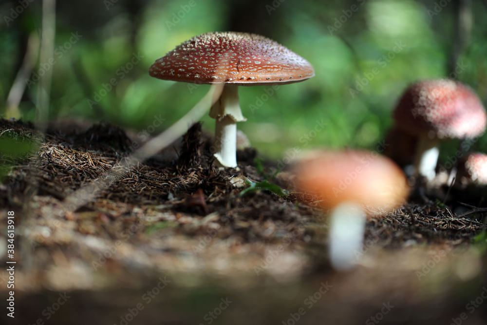 Champignon Amanite Amanita muscaria Champignon Amanite Amanita muscaria