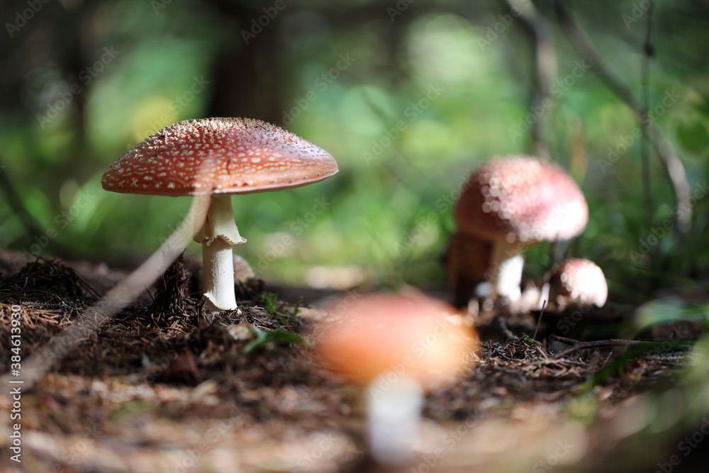 Champignon Amanite Amanita muscaria Champignon Amanite Amanita muscaria