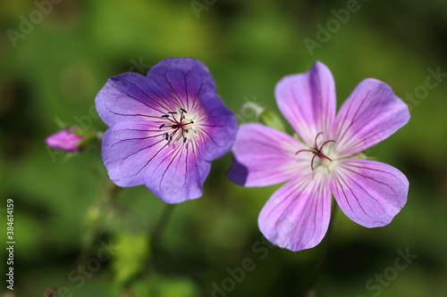 Geranium